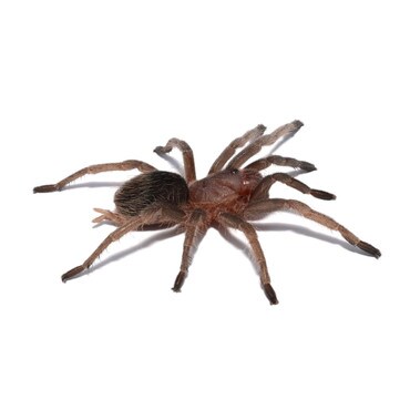 Nicaraguan Gold Tarantula